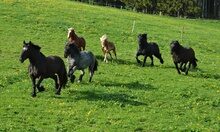 Reitstall & Bauernhof