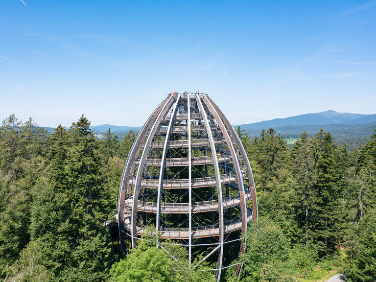Das Baumei im Nationalpark Bayerischer Wald ragt hoch über die grünen Baumkronen hinaus.